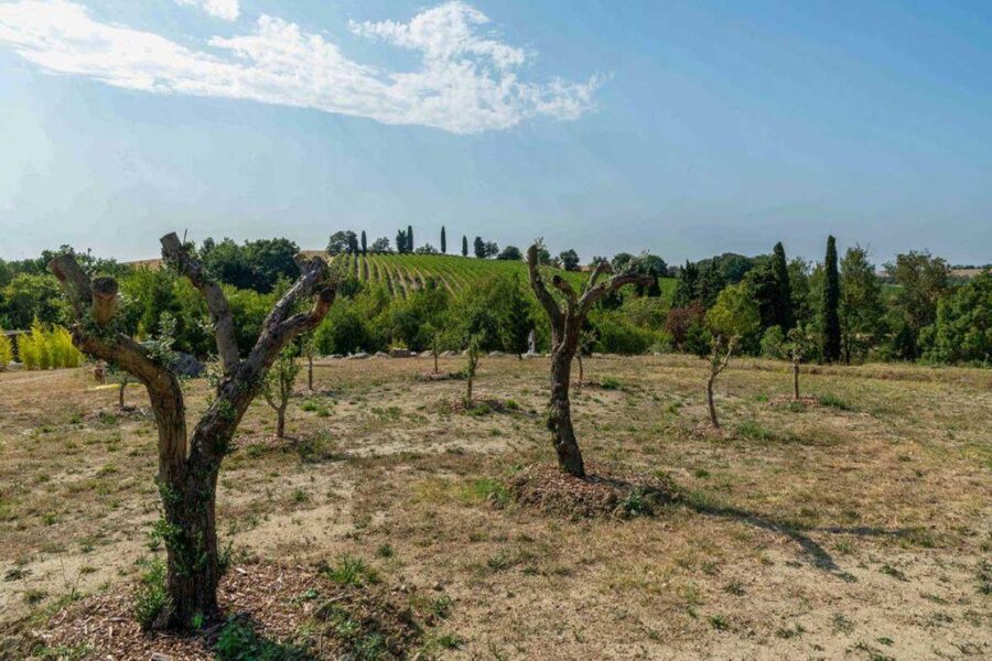majou-olivegrove-web
