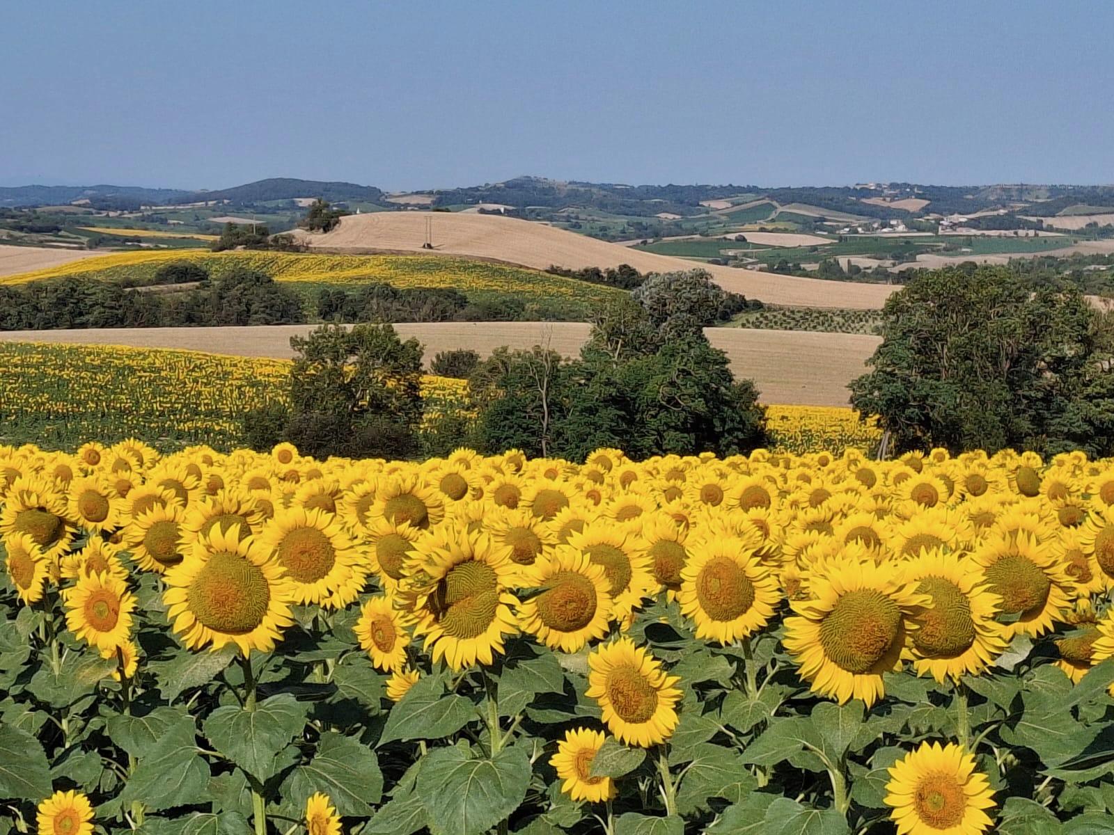 sunflowersmajou